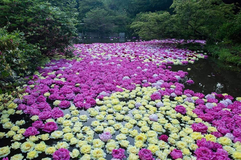 🌸 츠쿠바 모란 정원(쓰쿠바 보탄엔) 이미지 8